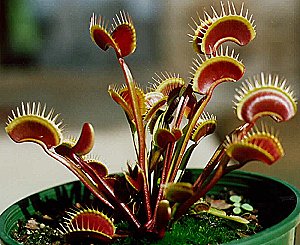 a venus flytrap