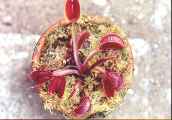 a venus flytrap