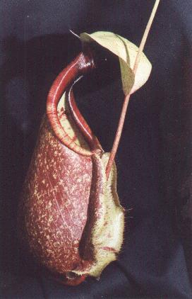 a pitcher plant