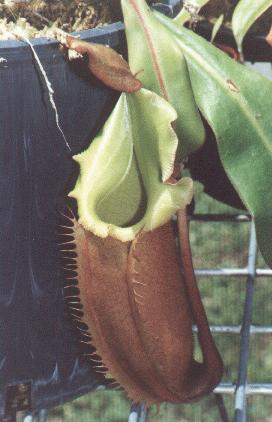a pitcher plant