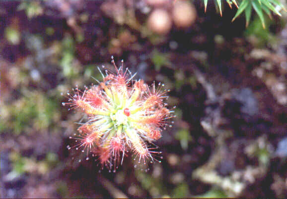 a sundew plant